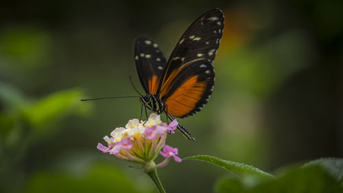 Close-up of butterfly pollinating on purple flower