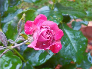 Close-up of pink flowers