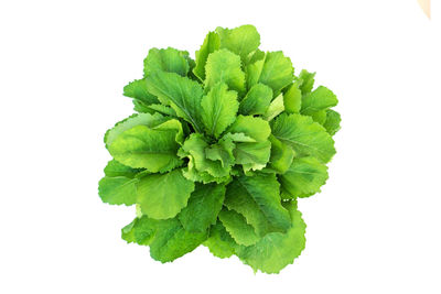High angle view of green leaves on white background