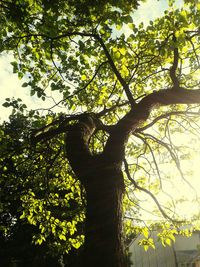 Low angle view of trees