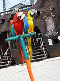 Close-up of parrot perching on wood