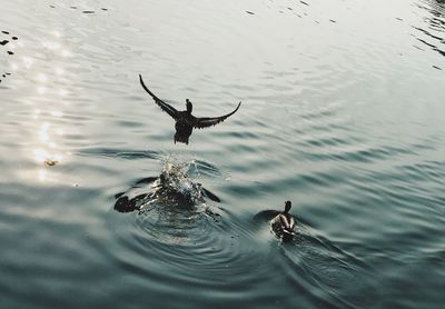 Duck swimming in lake