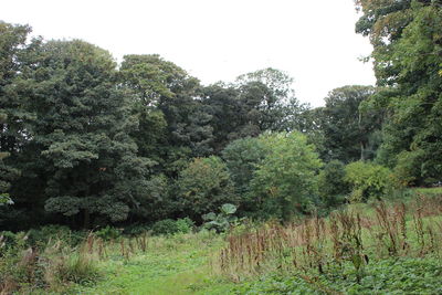 Scenic view of landscape against clear sky