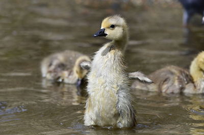 Duck drinking water