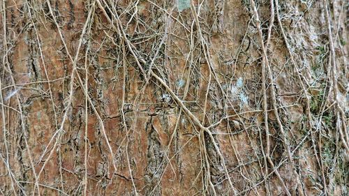 Full frame shot of bare trees in forest