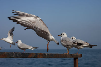Seagulls perching on shore against clear sky