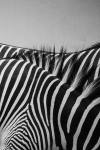 Close-up of zebra