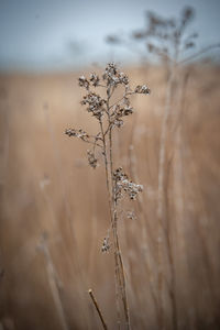 Close-up of wilted plant on field