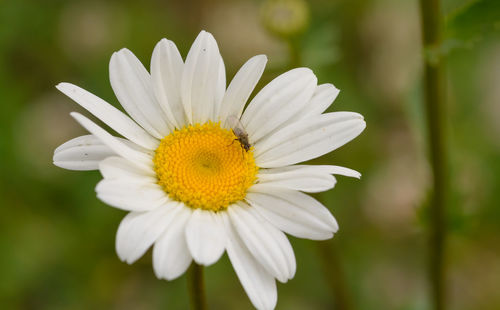 Close-up of insect on white daisy flower
