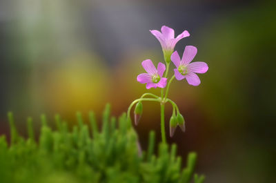 Close-up of pink flowering plant