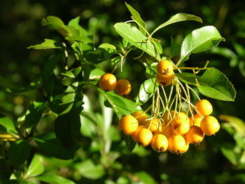 Close-up of fruit growing on tree