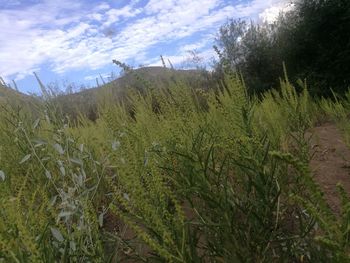 Scenic view of field against sky