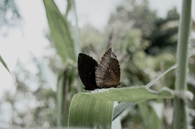 Close-up of butterfly on plant