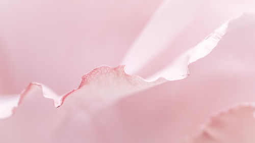 Close-up of white rose