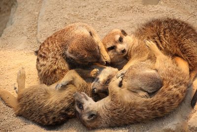 High angle view of animal lying on land