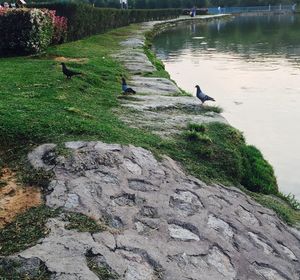 High angle view of bird perching on grass