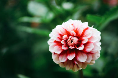 Close-up of red flower