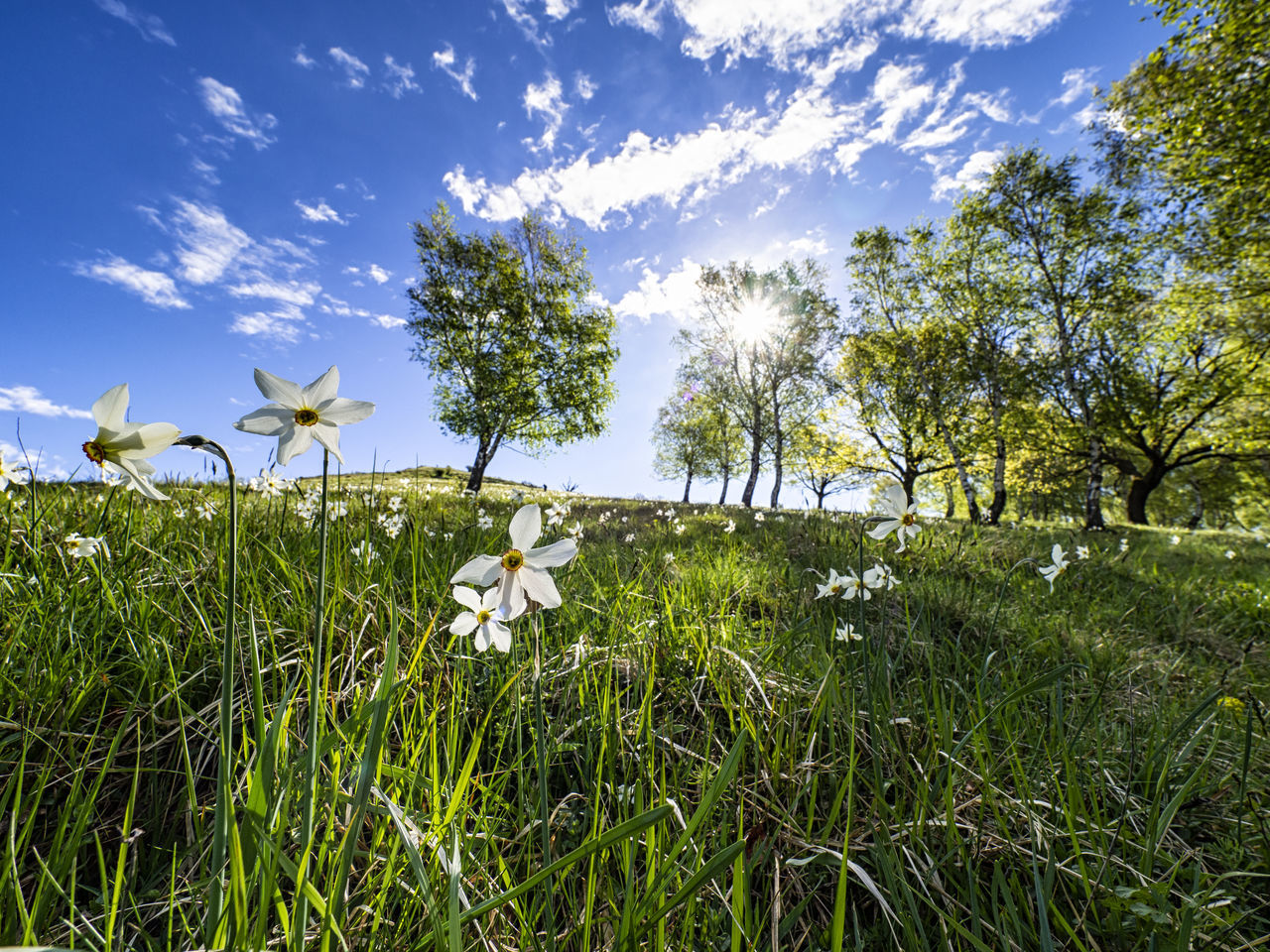 WHITE FLOWERING PLANTS ON FIELD