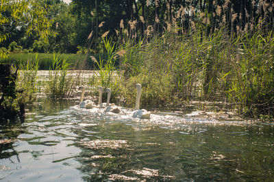 Swan swimming in lake