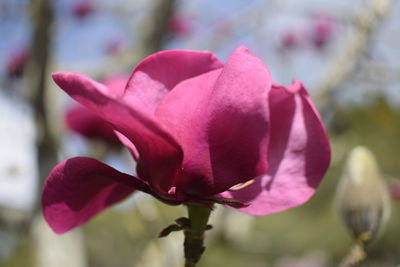 Close-up of pink flower blooming outdoors