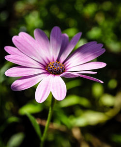 Close-up of flower blooming outdoors