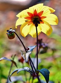 Close-up of insect on yellow flower