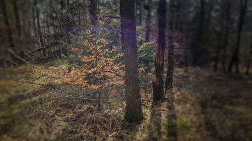 Plants growing on land in forest