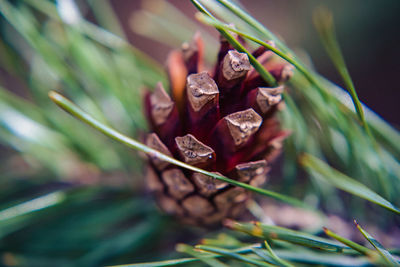 Close-up of dried plant