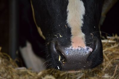 Close-up of cow drinking