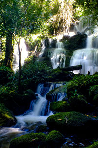 Scenic view of waterfall in forest