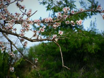 Close-up of fresh flower tree against sky