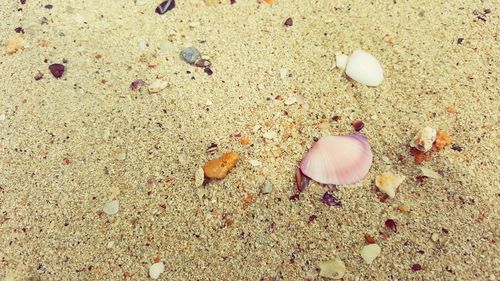 Seashell on sandy beach