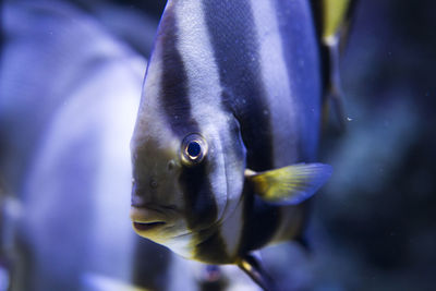 Close-up of fish underwater