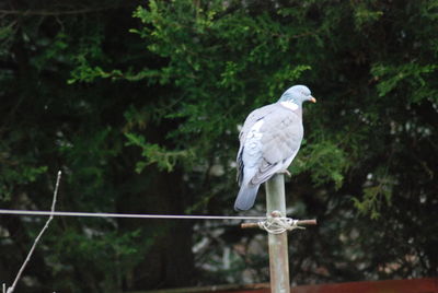 Close-up of bird perching on a tree