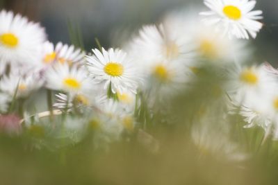 Close-up of white flowering plant