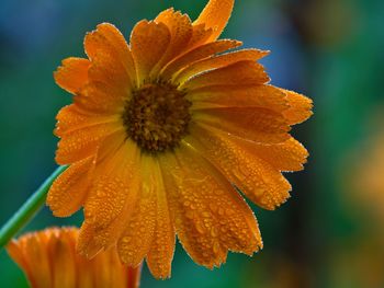 flowering plant