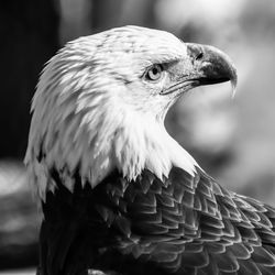 Close-up of bald eagle head