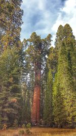 Low angle view of trees in forest against sky