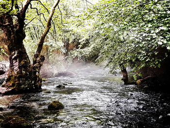 Scenic view of river flowing through rocks in forest