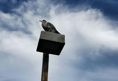 Low angle view of birds perching on wooden post
