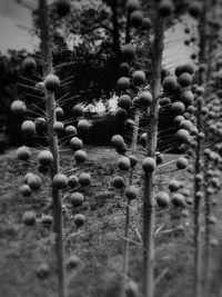 Close-up of plant growing on field