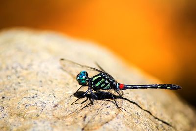 Close-up of insect