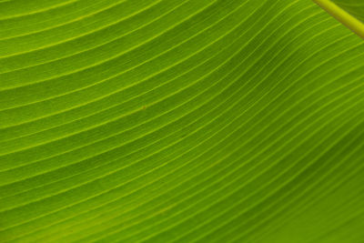 Full frame shot of leaf