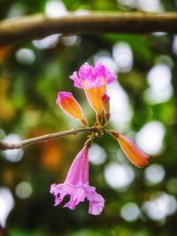 Close-up of pink flower