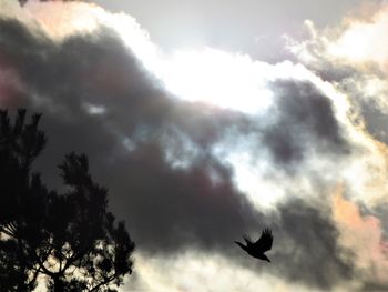 Low angle view of silhouette birds flying in sky