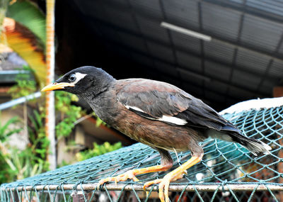 Close-up of bird perching on metal fence