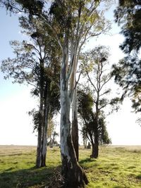 Trees on field against sky