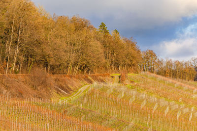 Romantic vineyard with vines on the hillside at sunset, ingelfingen, germany