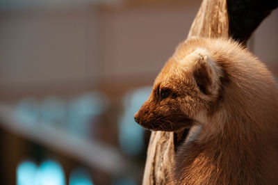 Close-up of an animal looking away