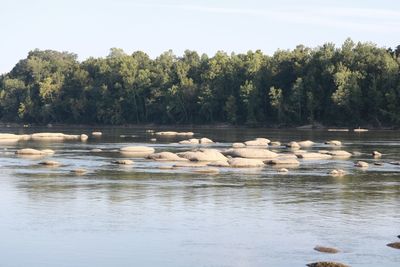 View of ducks in lake